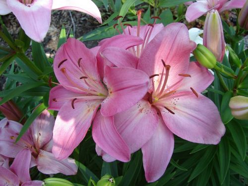 lily lilium flower