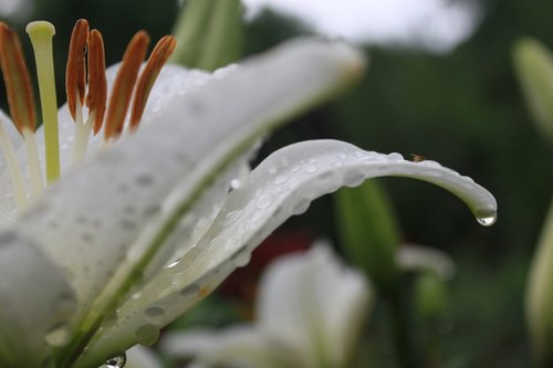 lily  flowers  plants