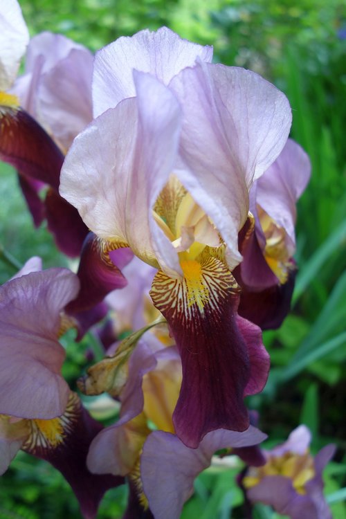 lily  plant  garden