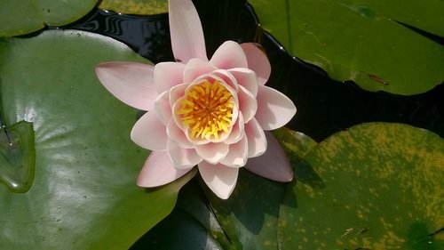 lily  nature  lily's flourishing
