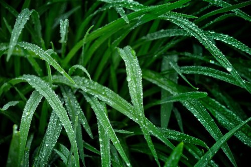 lily  foliage  leaves