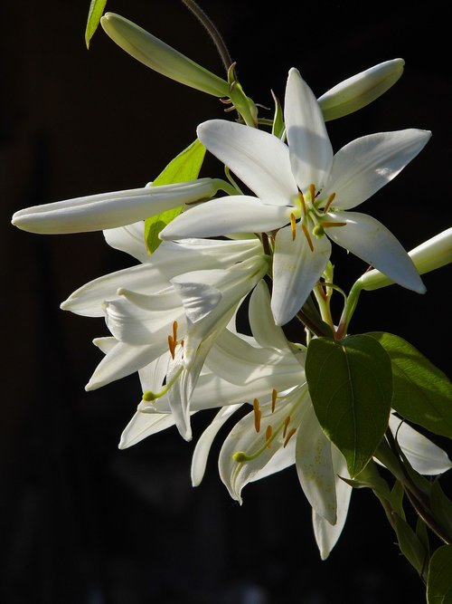 lily  lilium  white flower