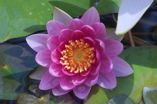 lily  flower  pond