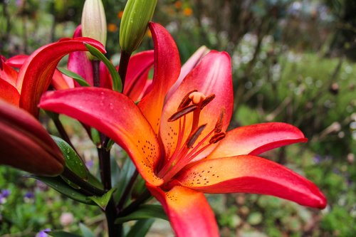 lily  lilium  flowers