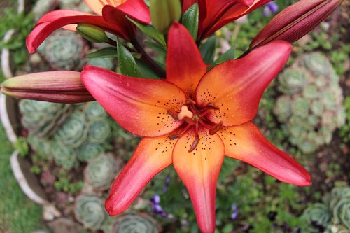 lily  lilium  flowers