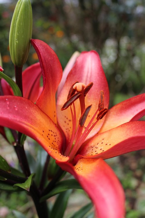 lily  lilium  flowers