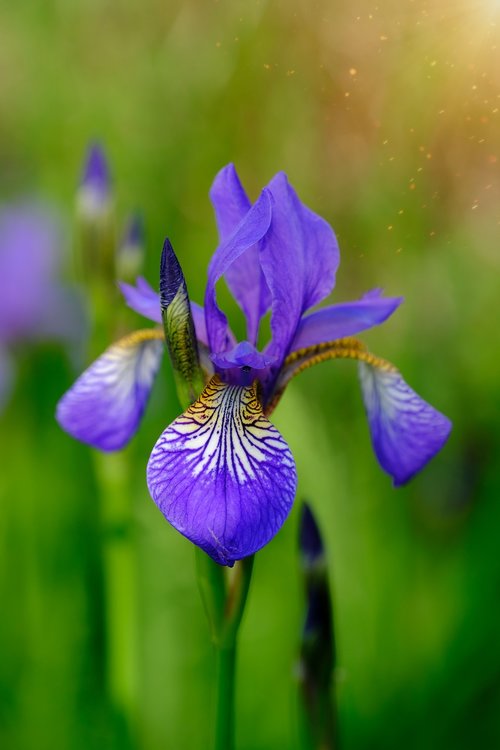 lily  iris  polle