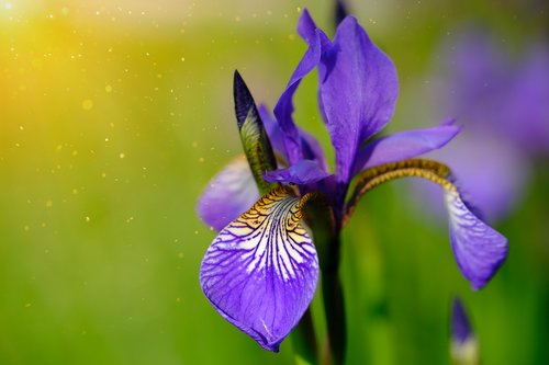 lily  iris  polle