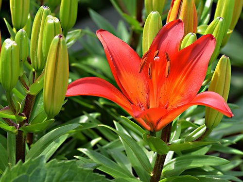 lily  garden flower  flower