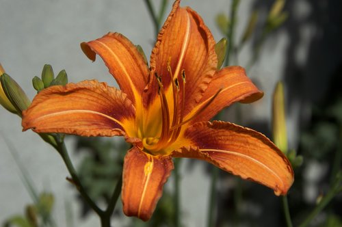 lily  flower  nature