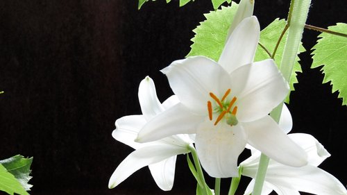 lily  flower  white
