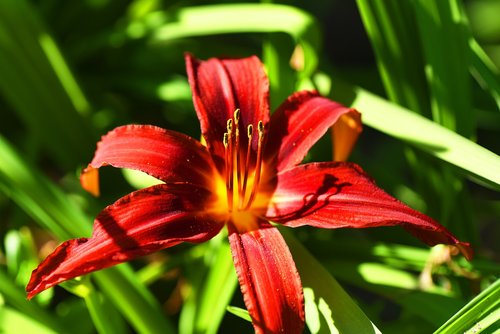 lily  flower  plant