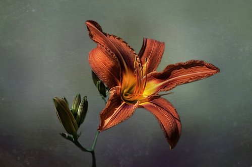 lily  daylily  flower