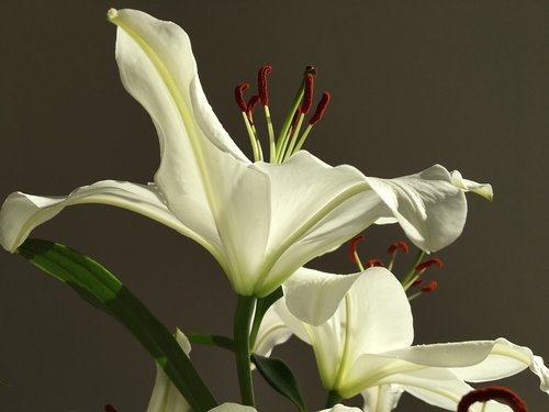 lily  flora  flower