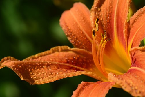 lily  daylily  flower