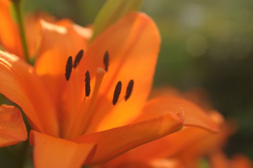 lily  orange  flower