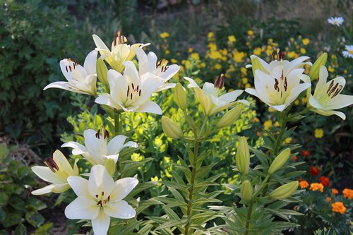 lily  flowers  summer