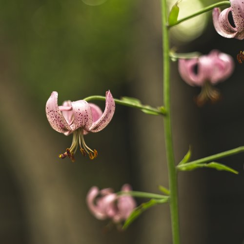 lily  turk's cap  flower