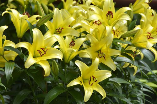 lily  plant  blossom