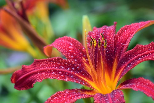 lily  red  blossom