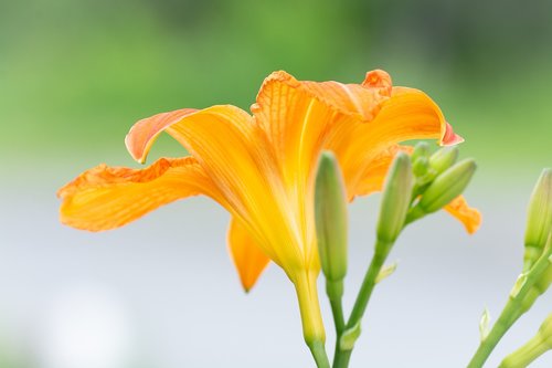 lily  orange  orange flower