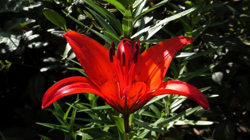 lily  lily red  flower