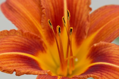 lily  orange  flower