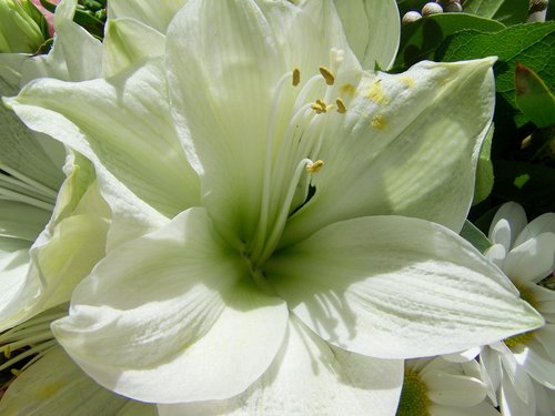 lily  white flower  garden plant