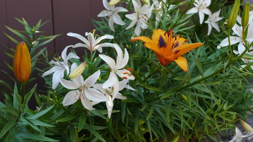 lily  flower  garden