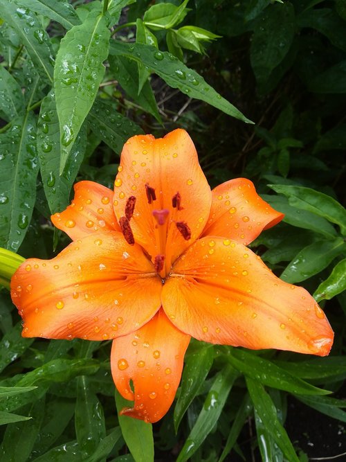 lily  flower  bud