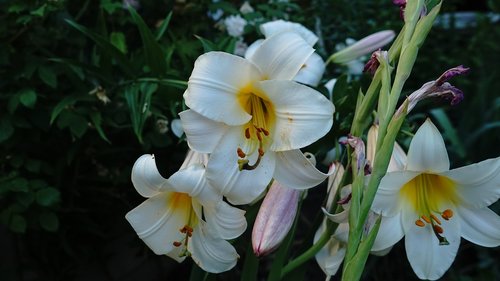 lily  bloom  white