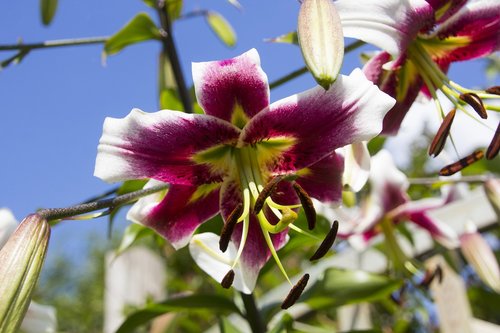 lily  flower  blossom