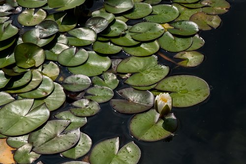 lily  aquatic  leaf