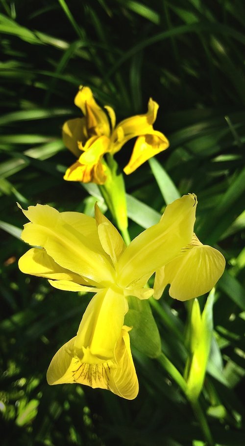 lily  iris  flower