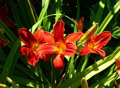 lily  red  flower