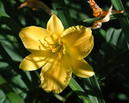 lily  yellow  blossom