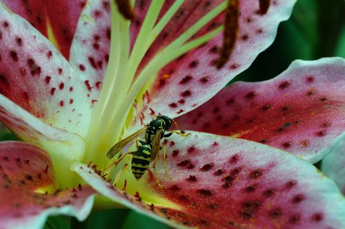 lily  stargazer  field wasp