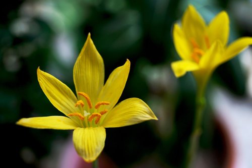 lily  yellow  blossom