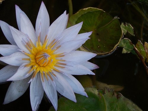 lily  waterlily  flower