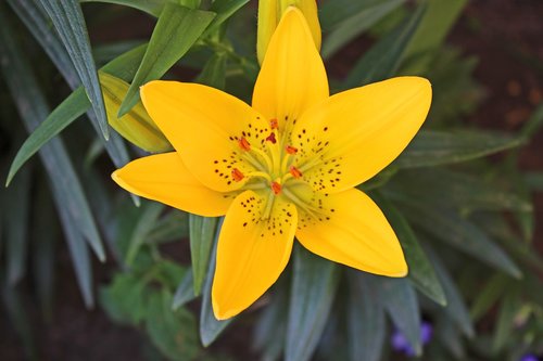 lily  yellow  spotted