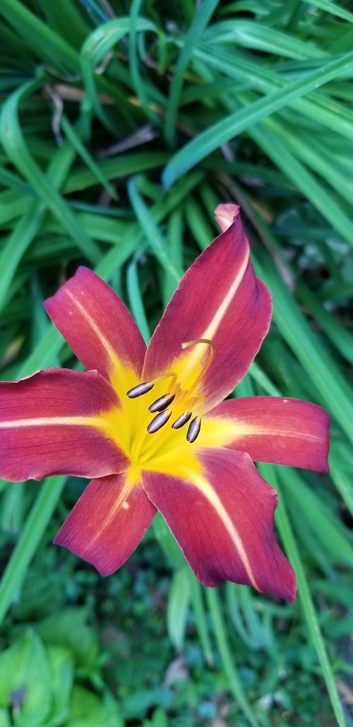 lily  flower  nature