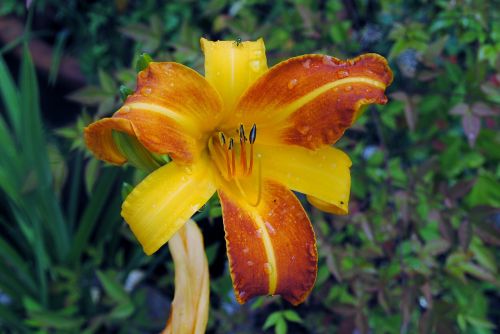 lily flower orange