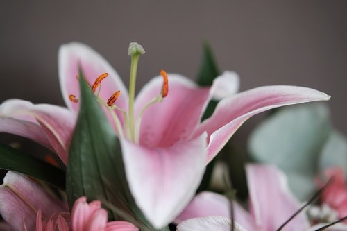 lily  flower  detail