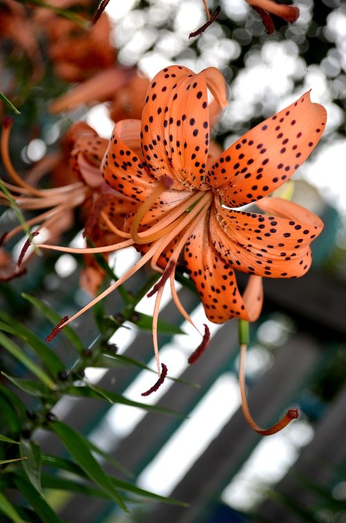 lily  tiger lily  orange