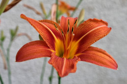 lily  orange  flower