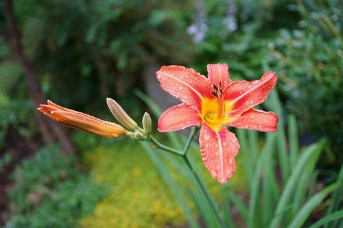 lily  flower  garden