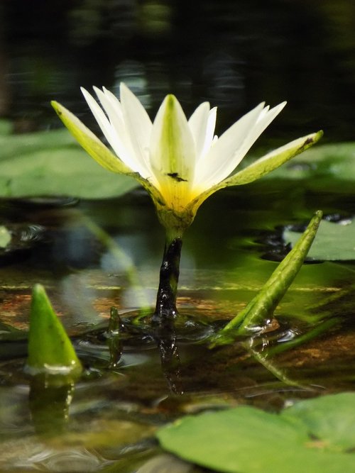 lily  flowers  lotus