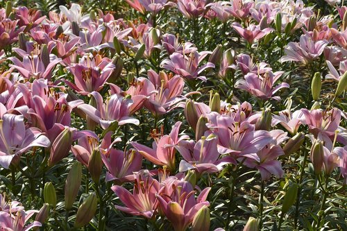 lily  plant  blossom