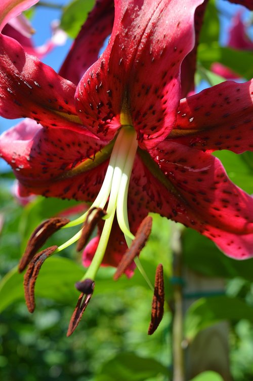 lily  red  close up