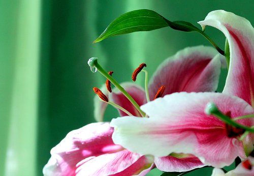 lily  nectar  bush lily